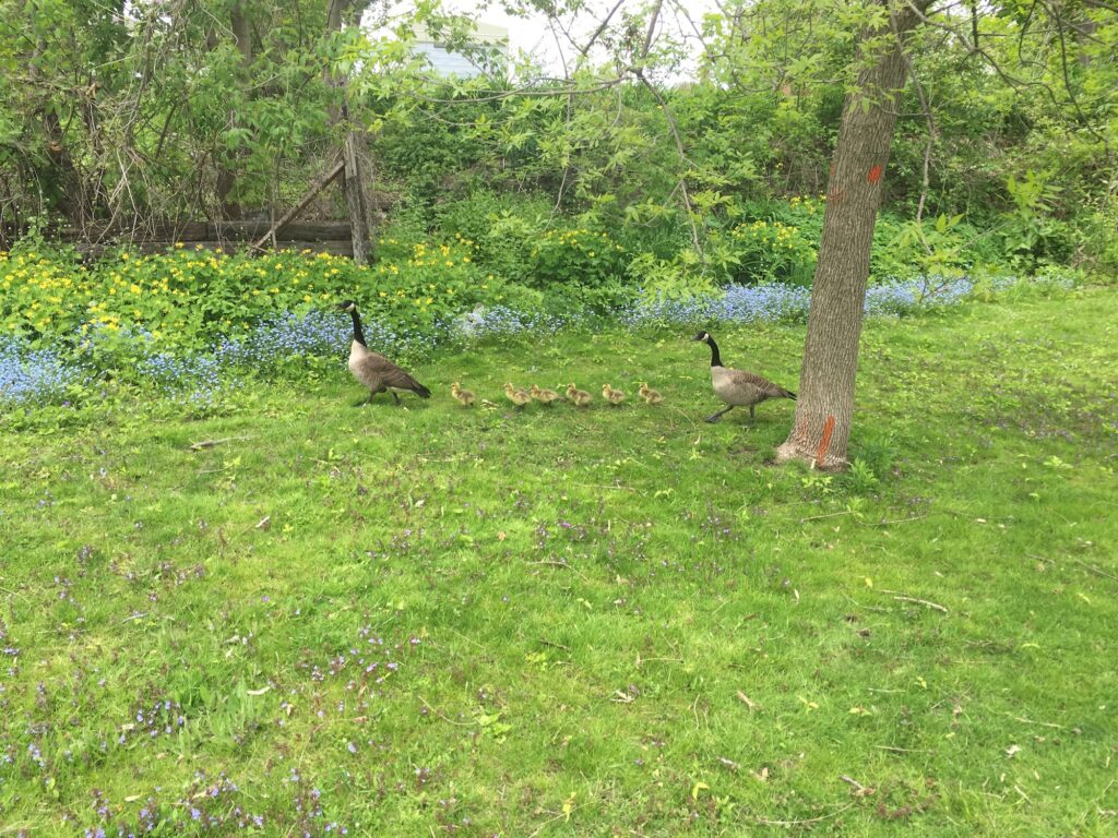 Geese Norfolk County